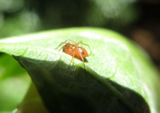 Image of Minicia teneriffensis Wunderlich 1980