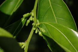 Слика од <i>Glochidion rubrum</i>