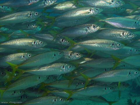 Image of Yellowtail horse mackerel