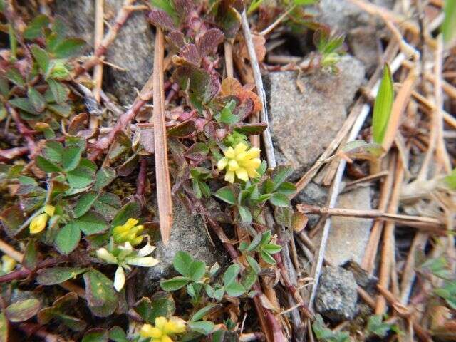 Image of Lesser Hop Trefoil