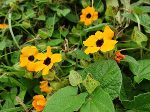 Image of blackeyed Susan vine