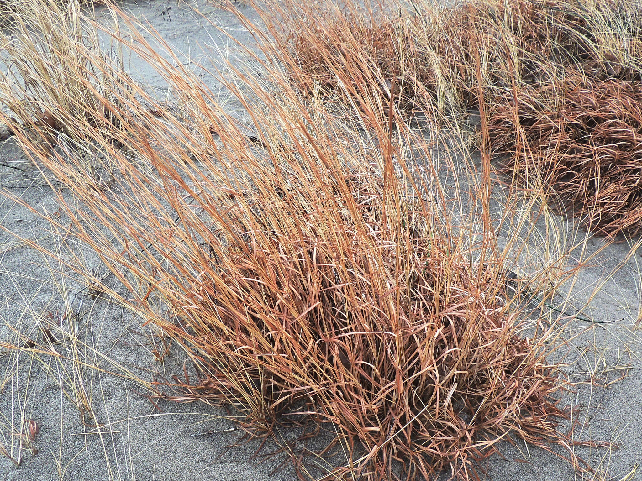 Imagem de Schizachyrium scoparium (Michx.) Nash