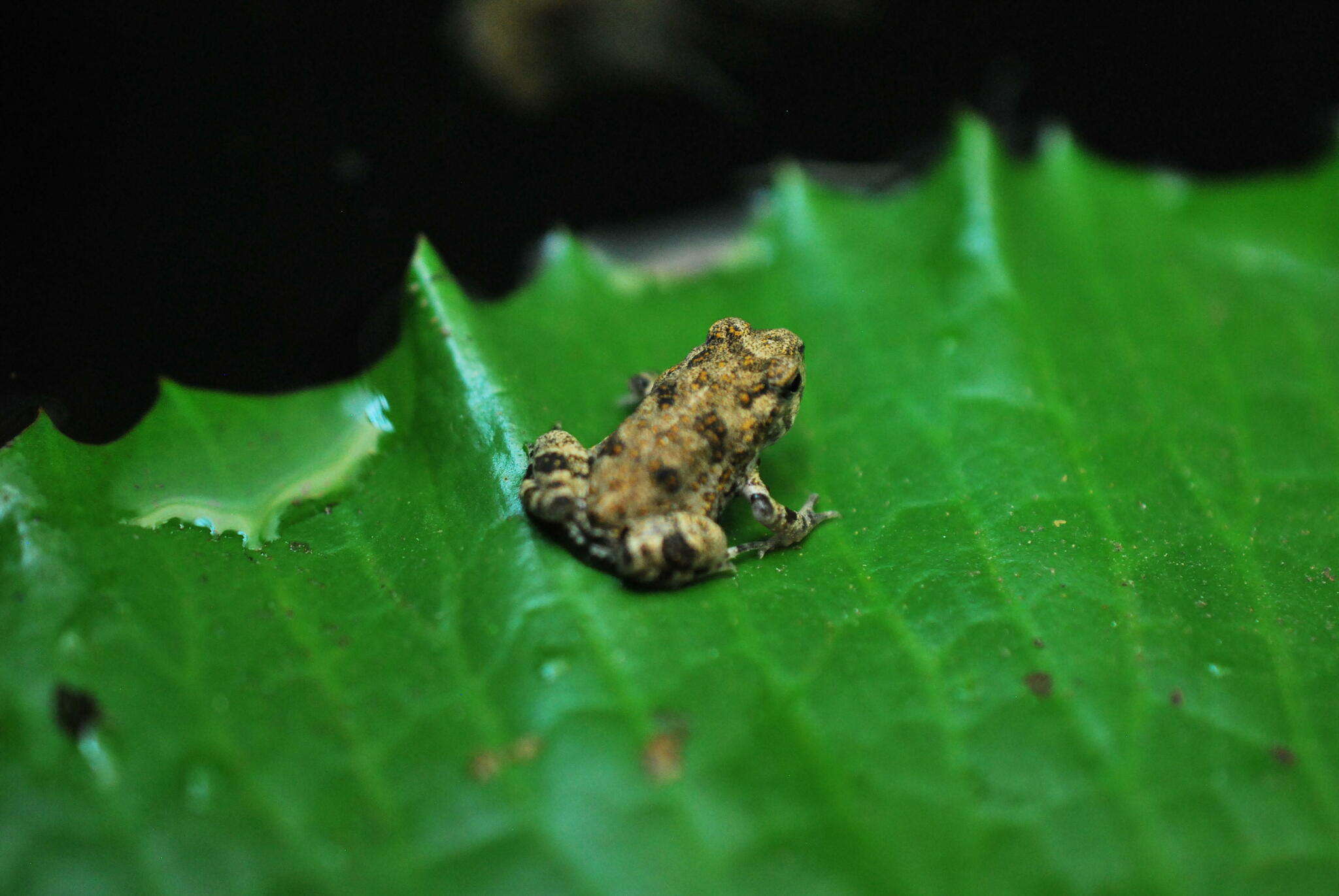 Image of Pygmy Free-fingered Frog