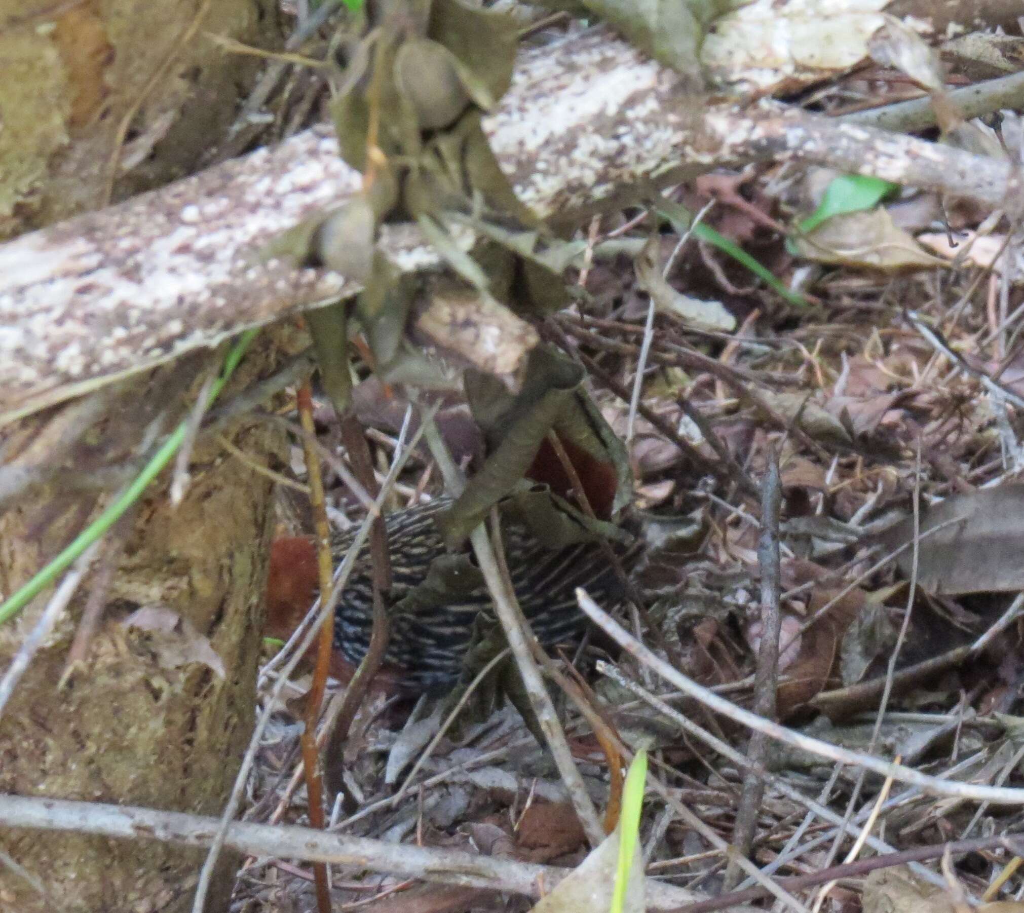 Image of Madagascan Flufftail