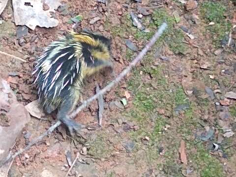 Image of streaked tenrecs