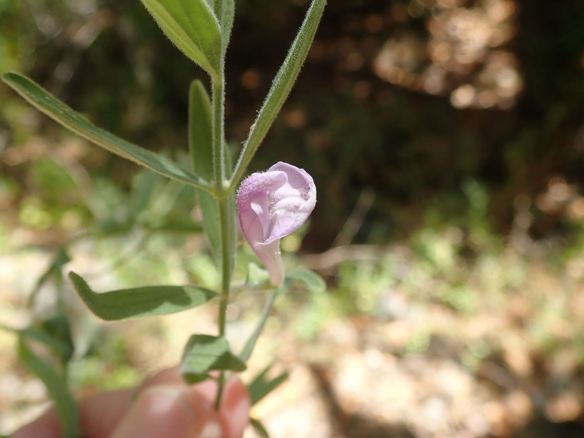 Image of Gray-Leaf Skullcap