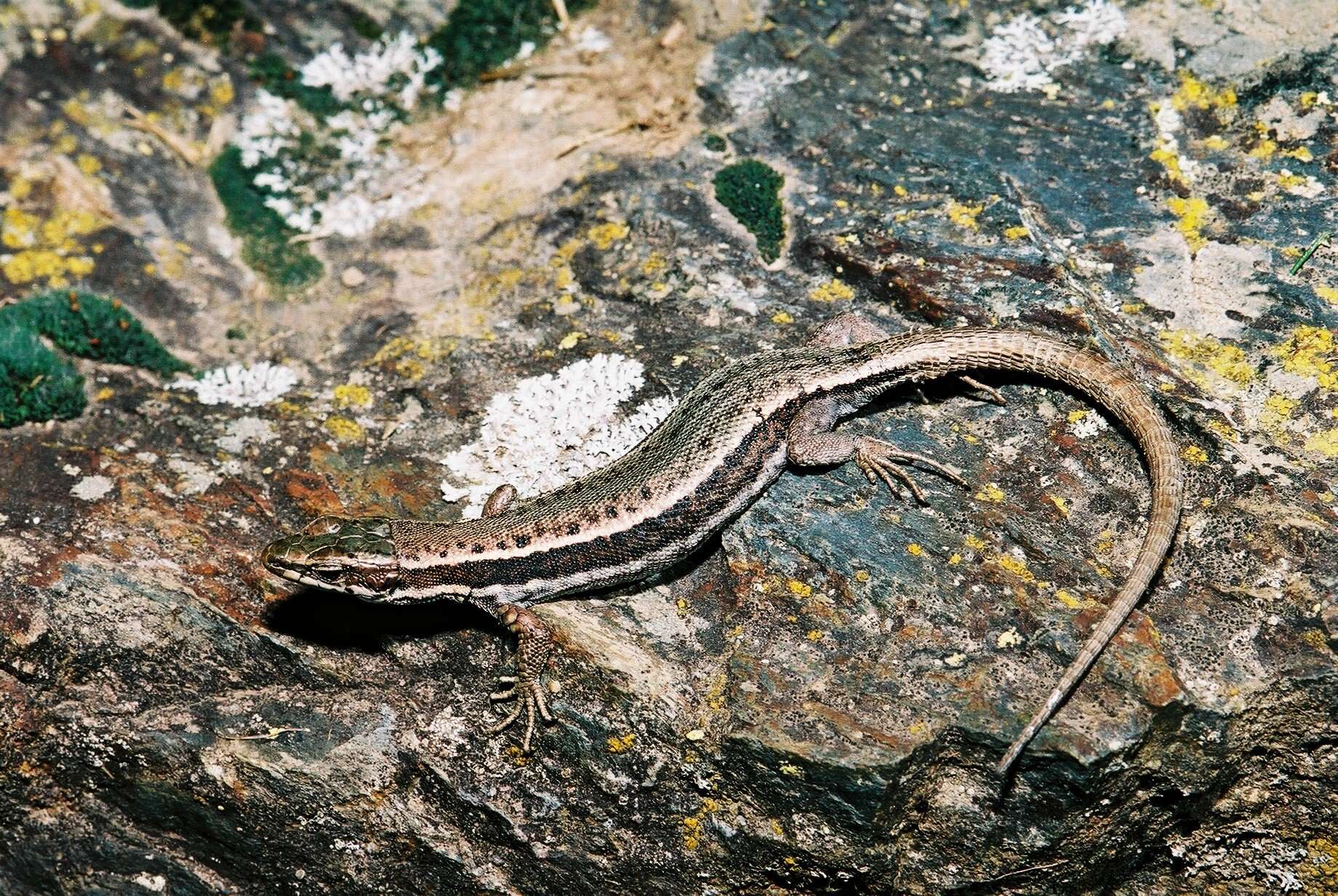 Image of Aran rock lizard