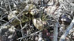 Image of Blacktail Rattlesnake