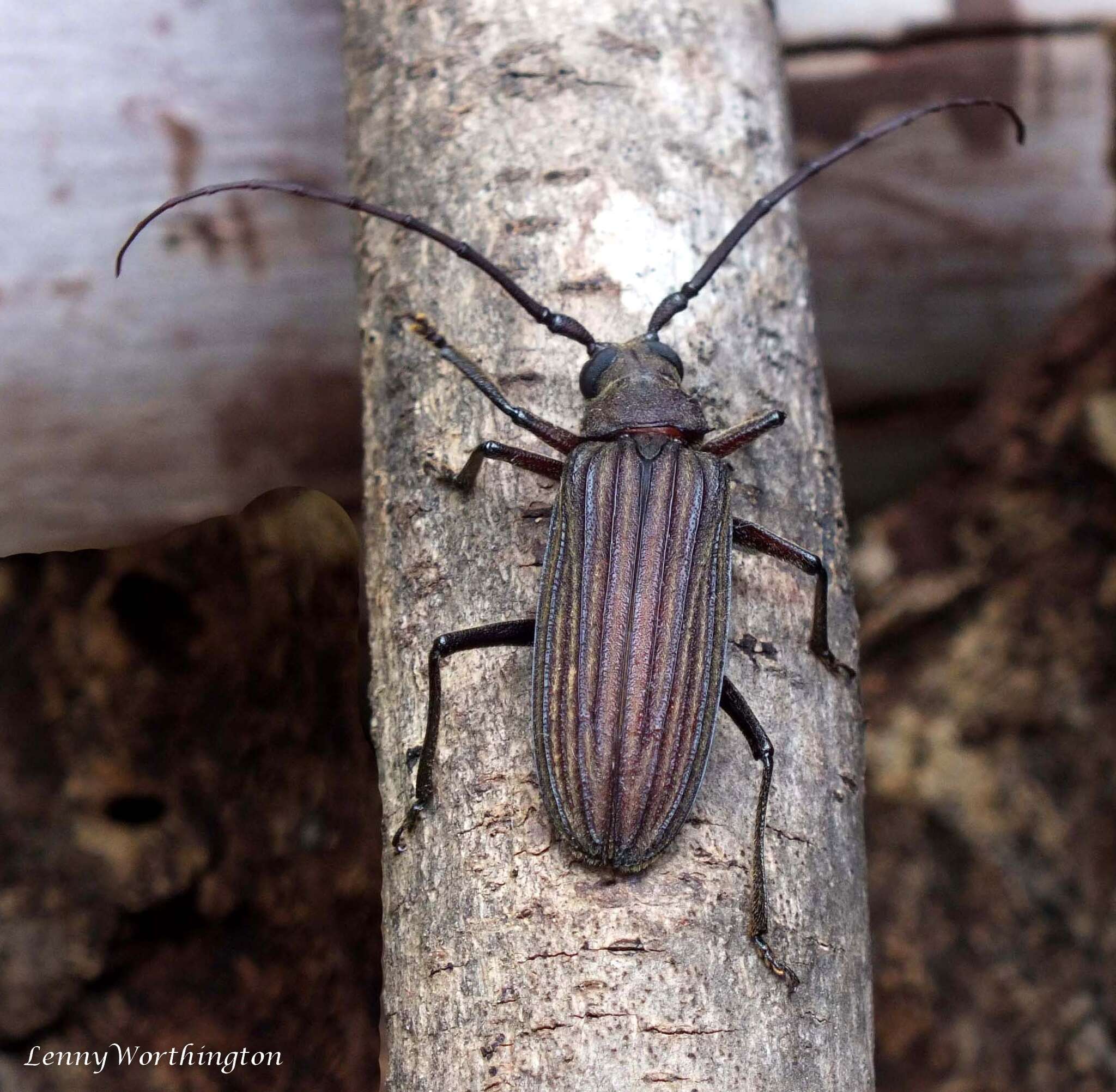 Image of Nepiodes sulcipennis (White 1853)