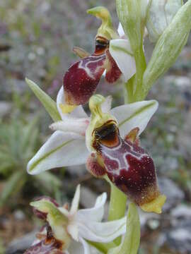 Image of Woodcock bee-orchid