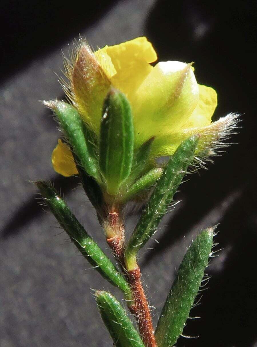 Sivun Hibbertia dispar Toelken kuva