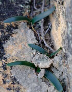 Image of Drimia ecklonii