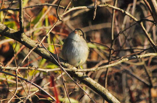 Image of Tawny-crowned Pygmy Tyrant