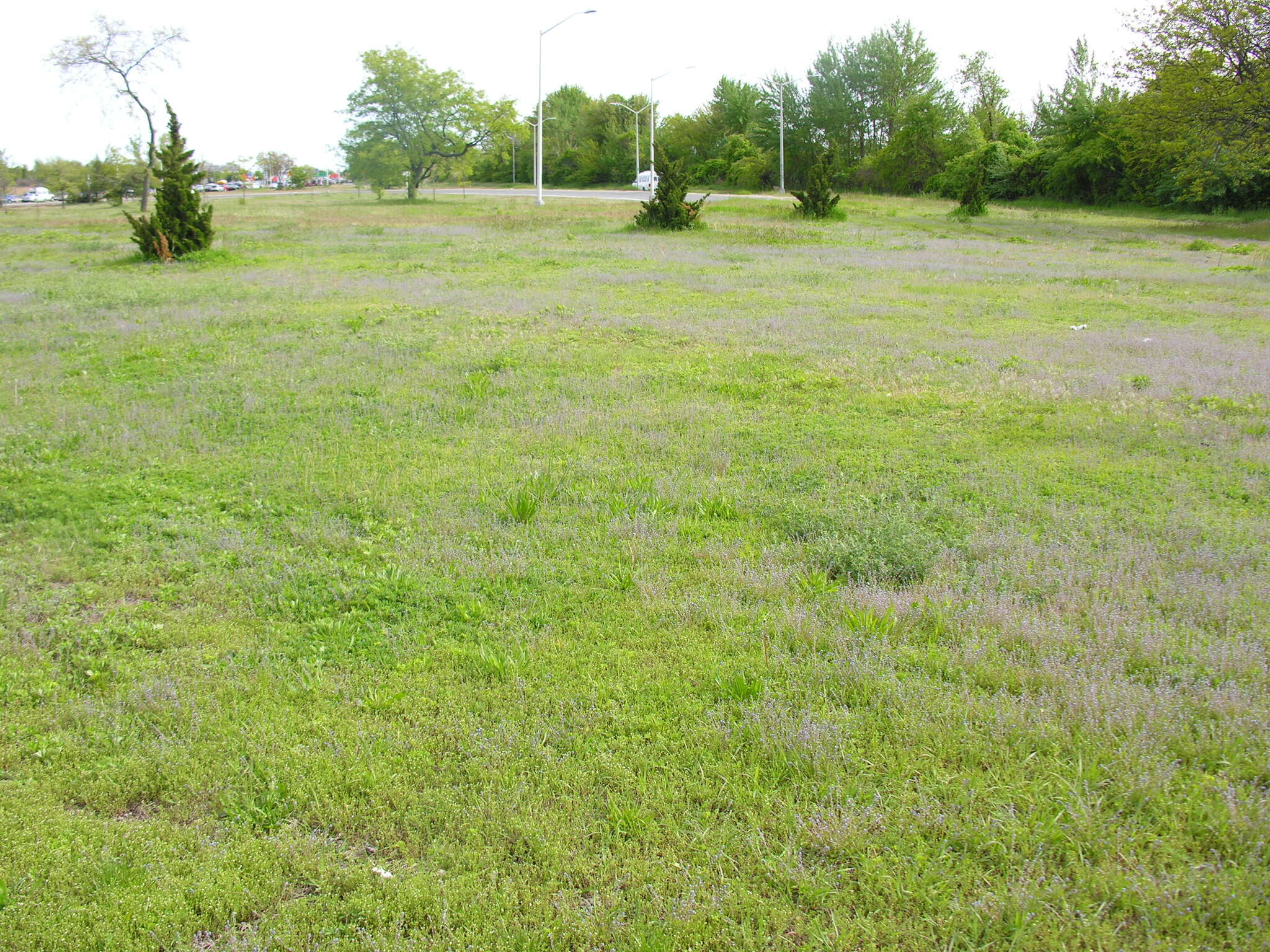 Image of strict forget-me-not