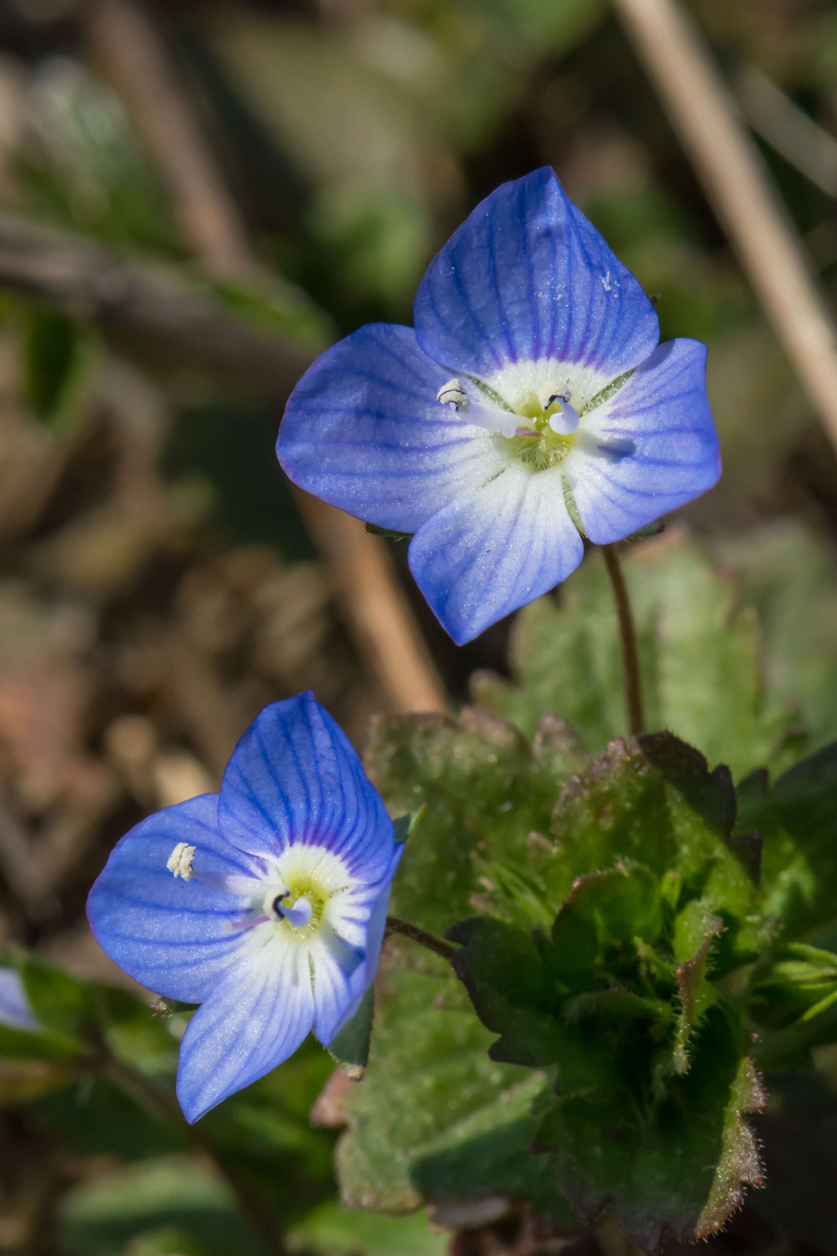 Image of birdeye speedwell