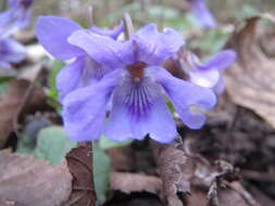 Image of early dog-violet