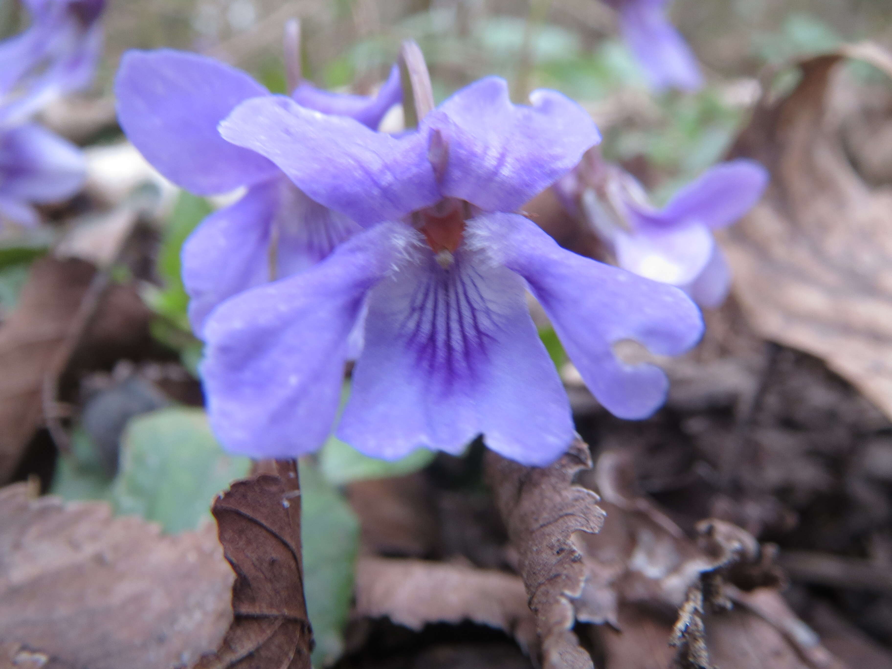 Image of early dog-violet