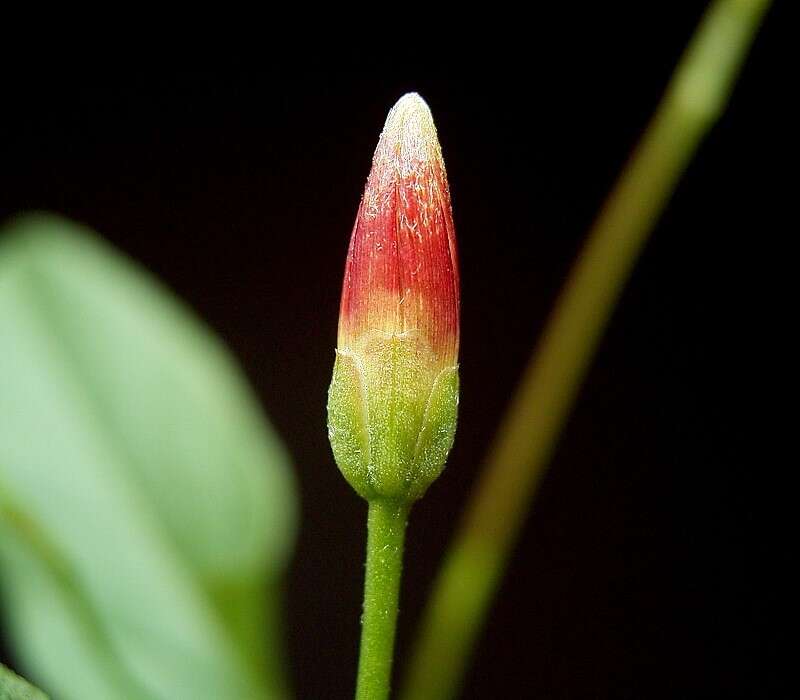 Image of Field Bindweed