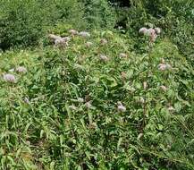 Image of hemp agrimony