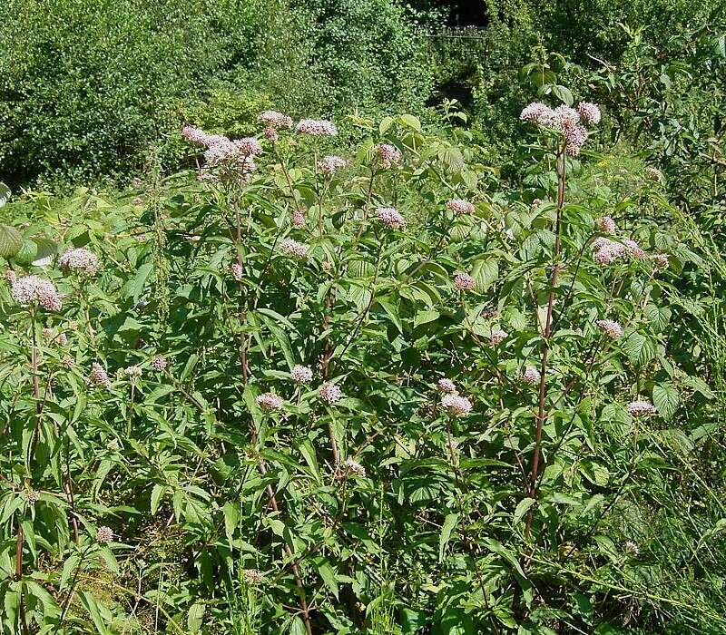 Image of hemp agrimony