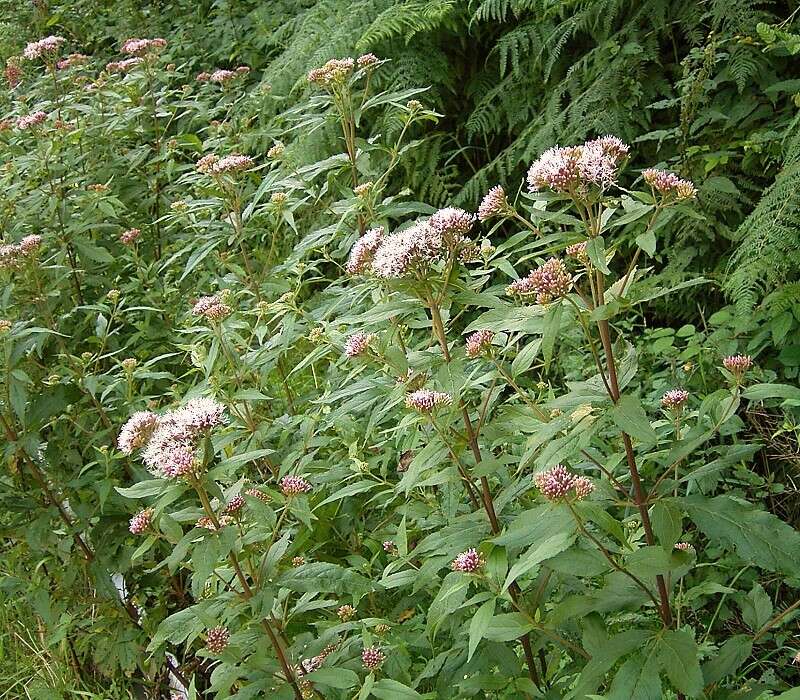 Image of hemp agrimony