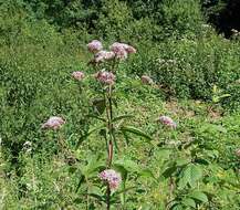 Image of hemp agrimony