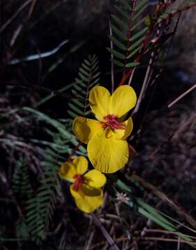 Image de Chamaecrista deeringiana Pennell