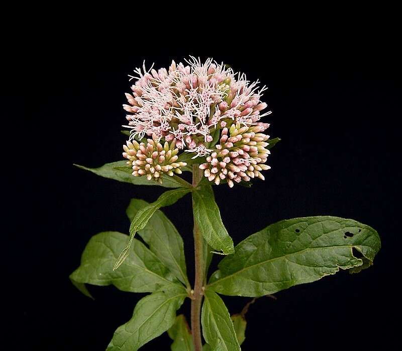 Image of hemp agrimony