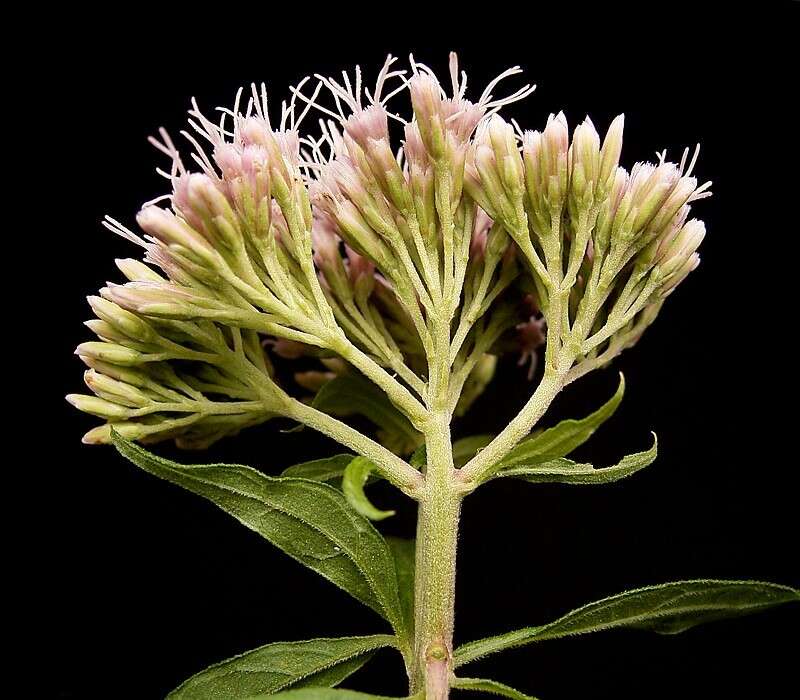 Image of hemp agrimony