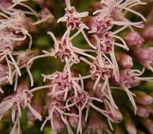 Image of hemp agrimony