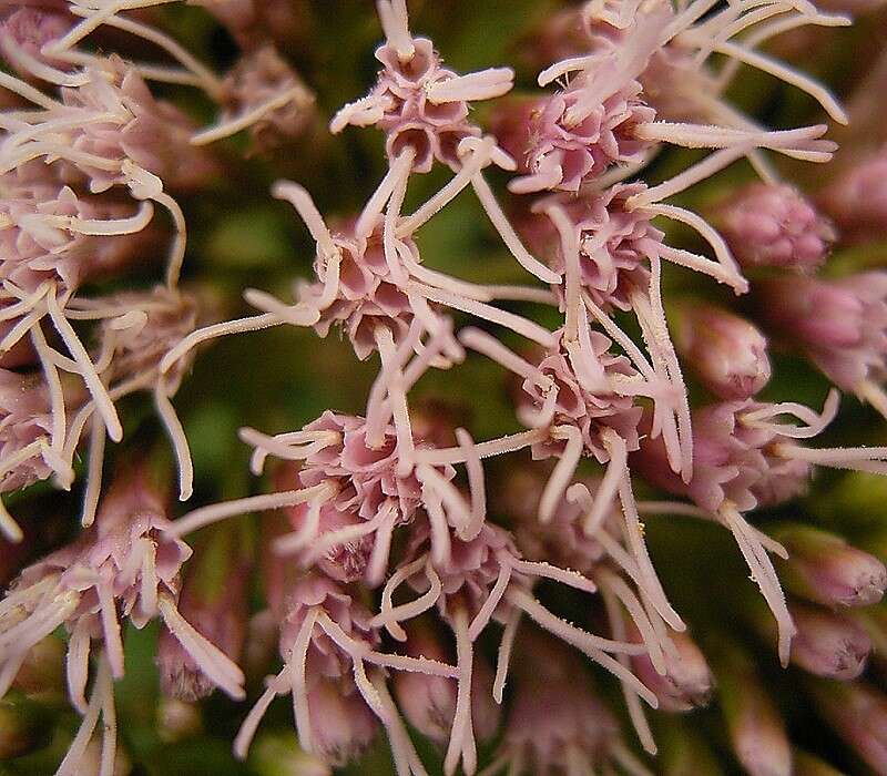 Image of hemp agrimony