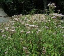 Image of hemp agrimony