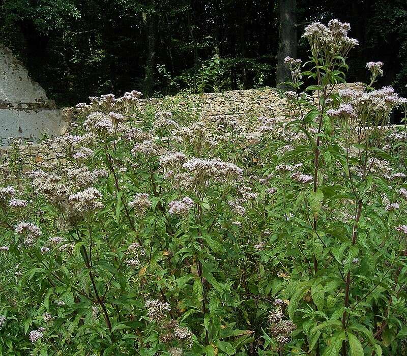 Image of hemp agrimony