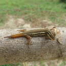 Sivun Lygodactylus grotei Sternfeld 1911 kuva
