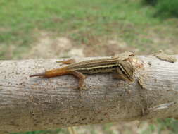 Image of Lygodactylus grotei Sternfeld 1911