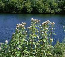 Image of hemp agrimony