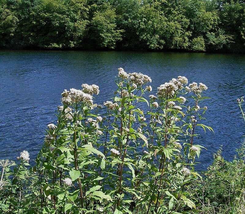 Image of hemp agrimony