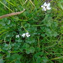 Sivun Cardamine graeca L. kuva