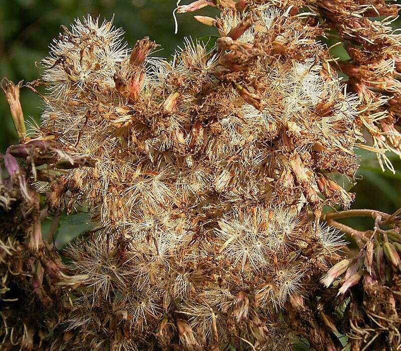 Image of hemp agrimony