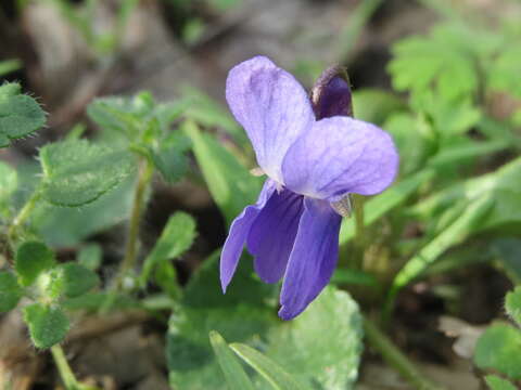 Image of sweet violet