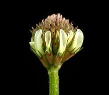 Image of white clover