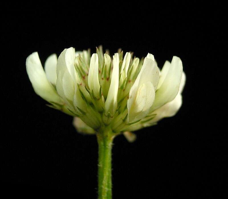 Image of white clover