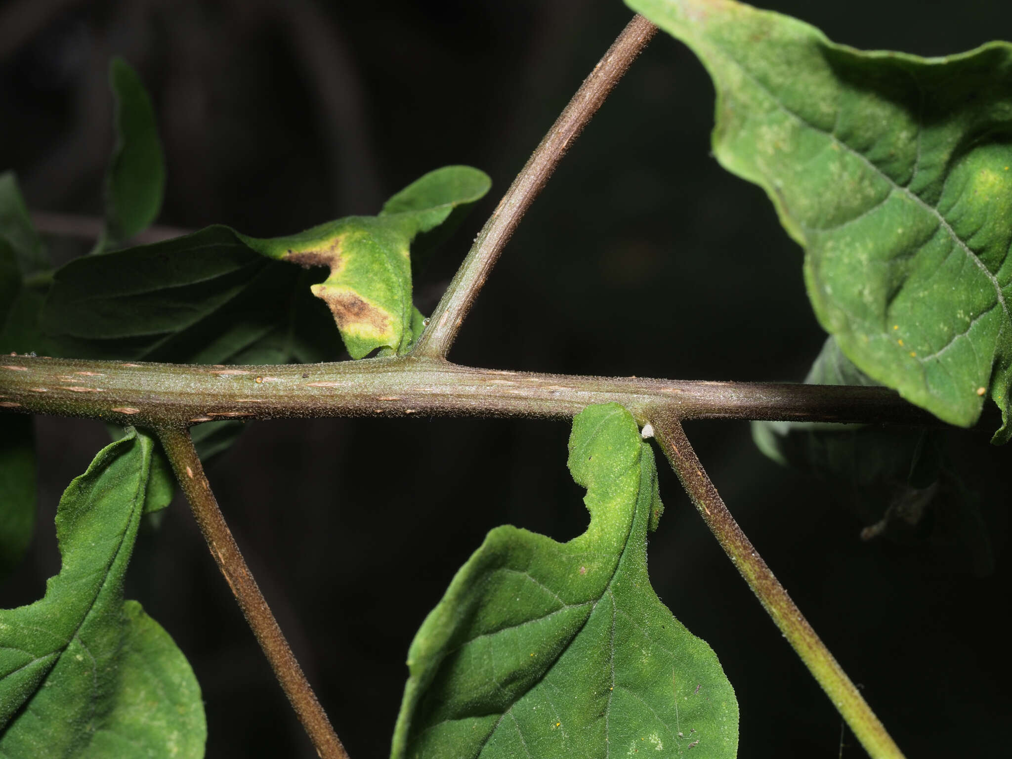 Image of Zaluzania montagnifolia (Sch. Bip.) Sch. Bip.