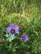 Image of Eustoma