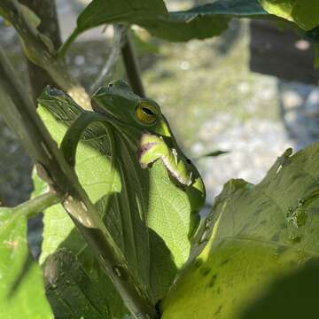 Image of Green flying frog