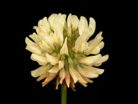 Image of white clover