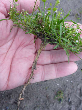 Sivun Lepidium virginicum subsp. menziesii (DC) Thell. kuva