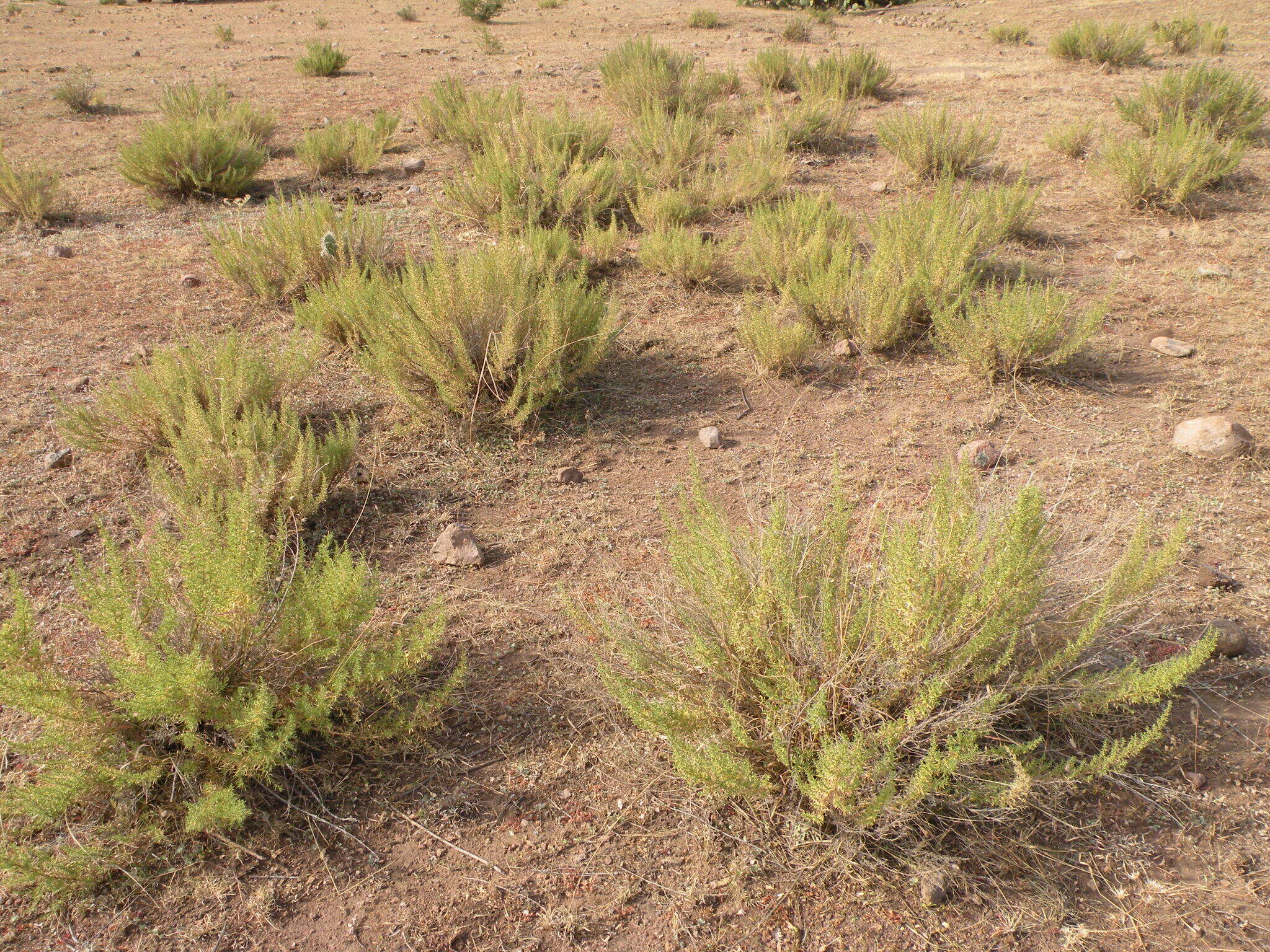 Image de Brickellia spinulosa A. Gray