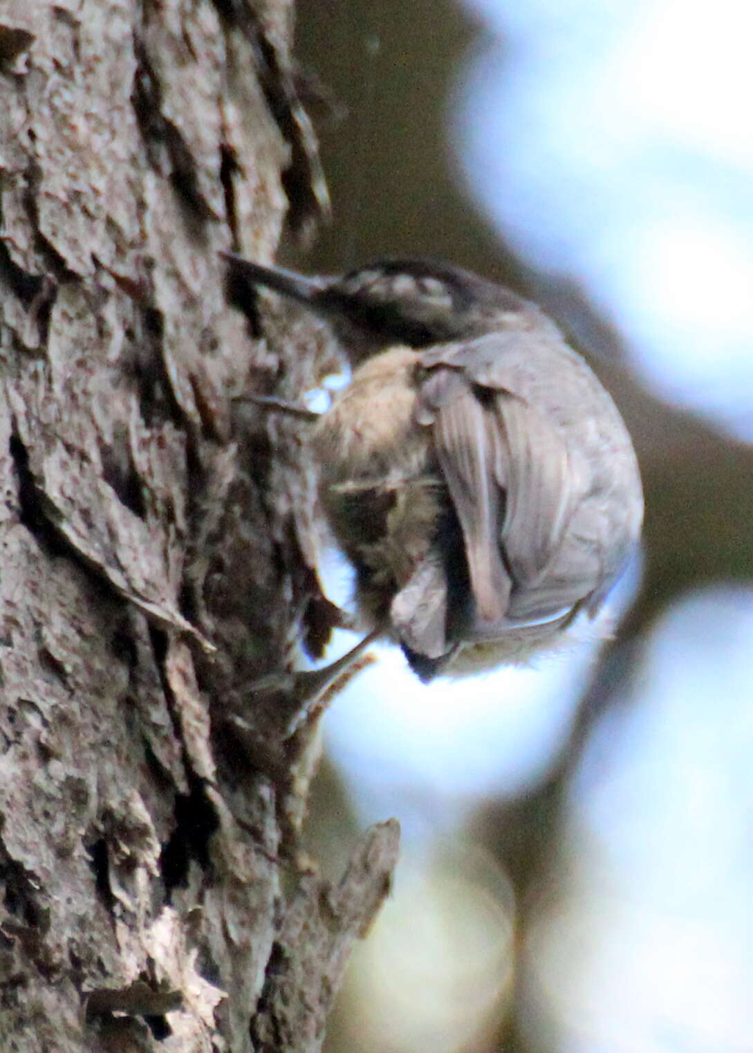 Image of Chinese Nuthatch