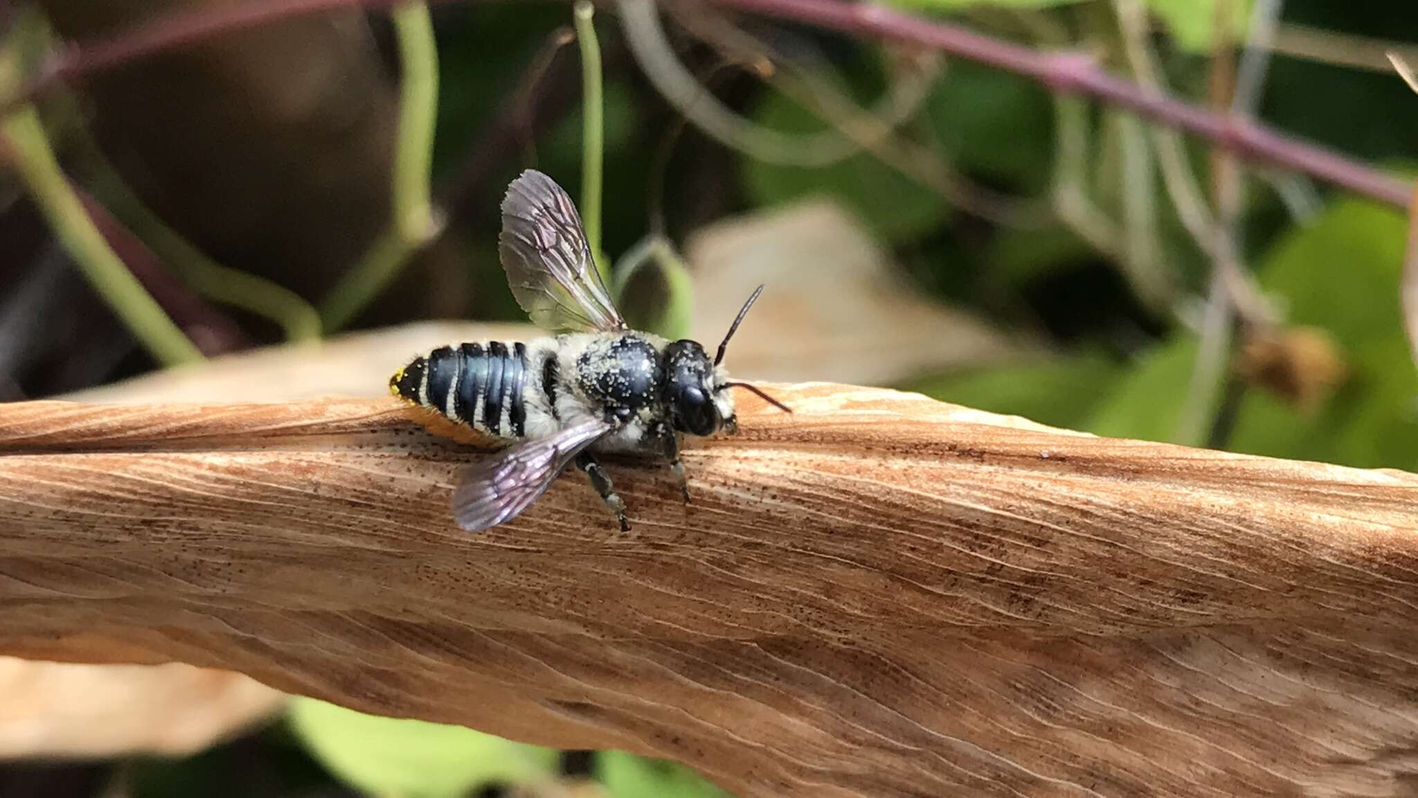 Image of Megachile igniscopata Cockerell 1911